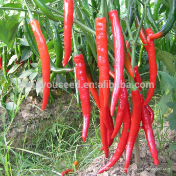 P18 Xiongliang f1 híbrido de alta qualidade sementes vegetais híbridas de sementes de pimenta